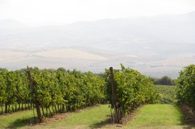 Montalcino Vineyards